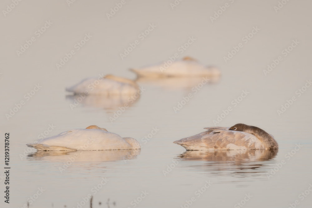 swans on lake sleeping