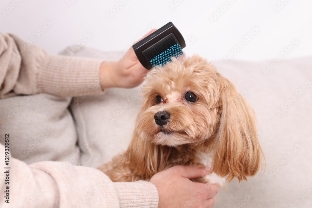 Woman brushing cute Maltipoo dog on sofa at home, closeup Woman brushing cute Maltipoo dog on sofa at home, closeup