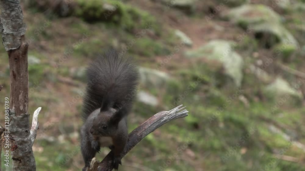 Squirrel (Sciurus vulgaris) Scoiattolo