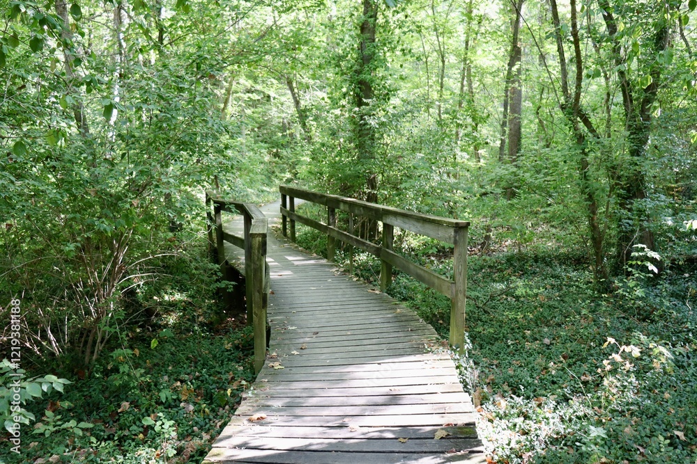 The wood bridge on the trail in the forest. The wood bridge on the trail in the forest.