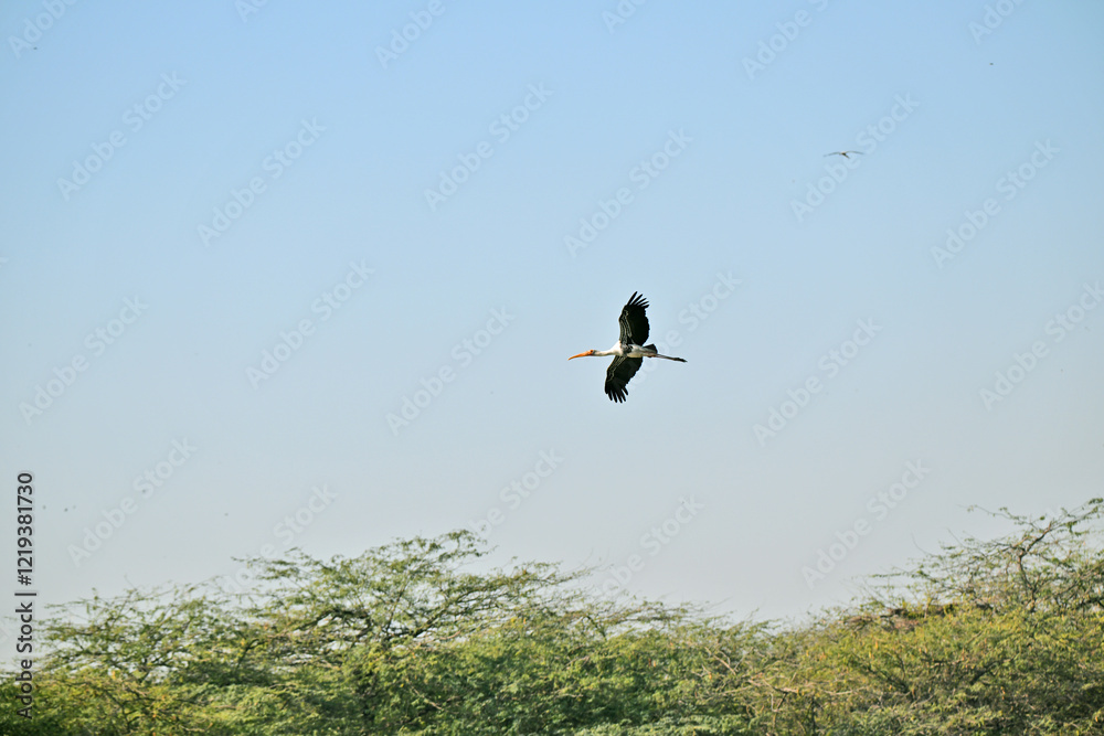 The image shows a painted stork soaring gracefully in a clear blue sky, its wings fully stretched and vibrant plumage visible against the serene background.