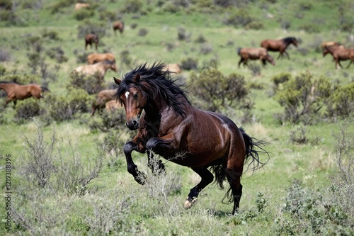 Azerbaijan Horse breed galopping in the wild photo