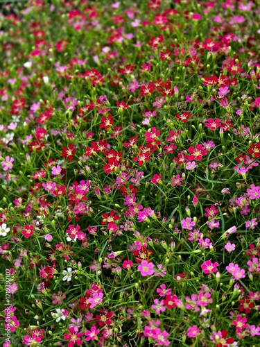 Many small colorful flowers