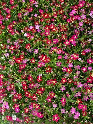 Many small colorful flowers