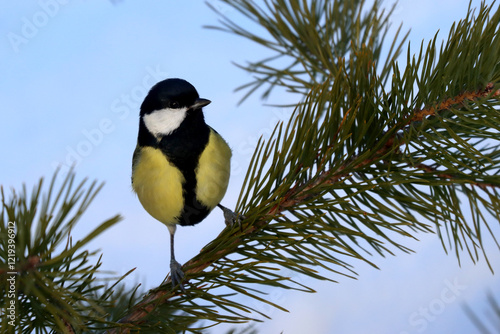 Obraz na płótnie Great tit