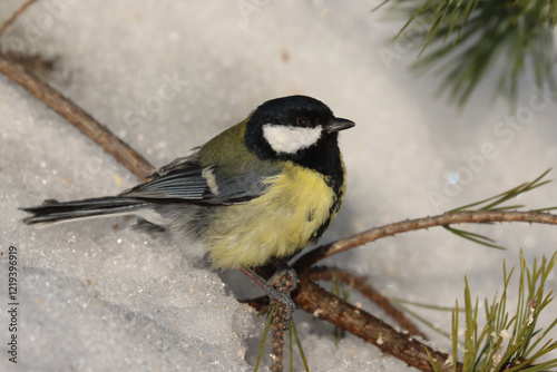 Obraz na płótnie Great tit