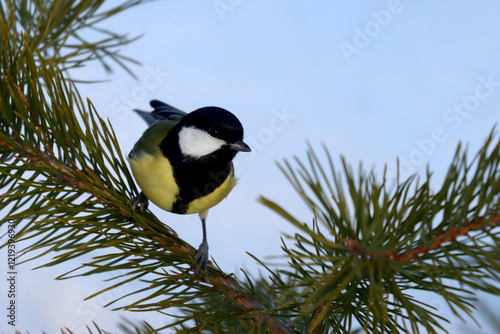 Obraz na płótnie Great tit