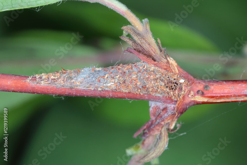Cocoon with a pupa inside of Dotted grey groundling, Athrips mouffetella on blue honeysuckle or sweetberry, Lonicera caerulea growing in the garden. Pest of the fruit plant. photo