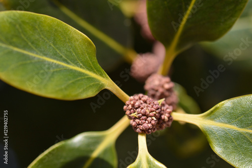 Common Holly branch with flower buds photo