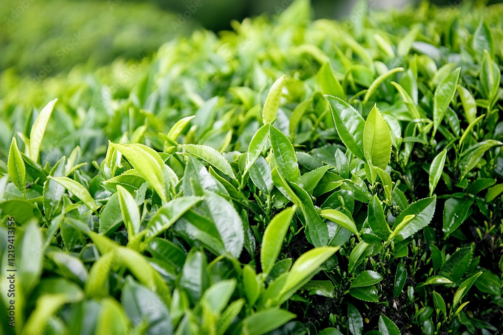 Fototapeta premium Lush green tea leaves thriving in Sri Lanka hills