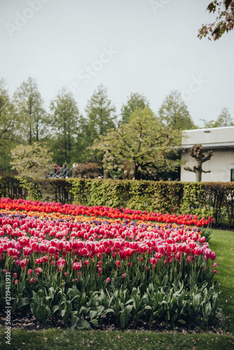 tulip field