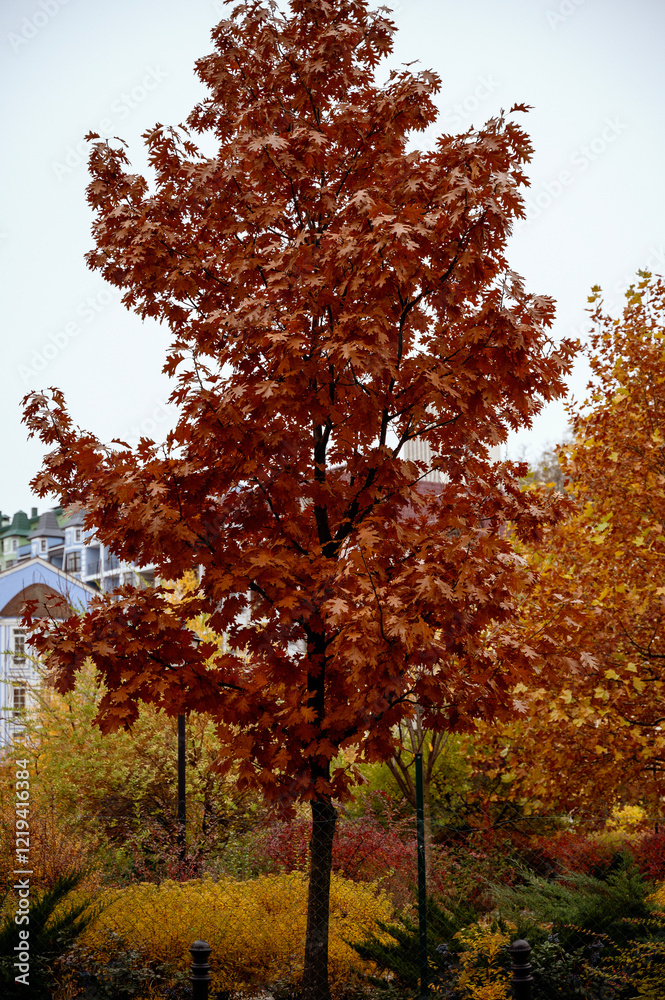 Naklejka premium bright autumn in a residential area.