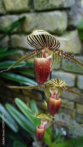 Paphiopedilum rothschildianum photo
