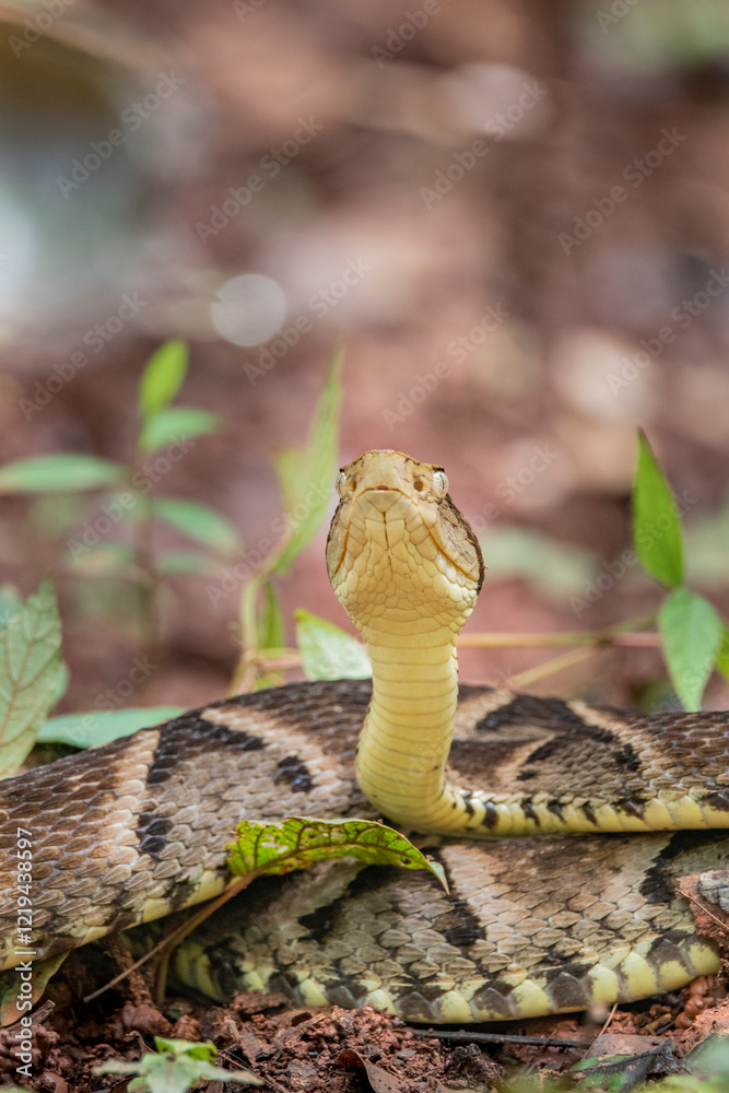 Fototapeta premium Brazilian Wildlife is very beautiful have many species with colorful variables. Are apes, lizards, mammals, felins, caimans, cats, bats, crabs, spiders, snakes and many others.