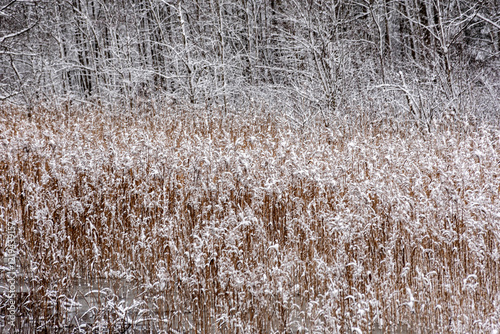 snow texture on natural old reeds, mottled texture, winter
