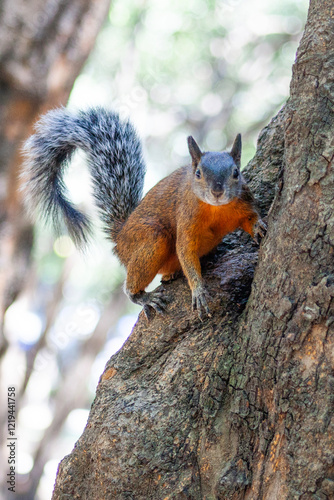Red and Grey Mexican Squirrel  ( chipmunk ) on a tree in Chapultepec Park Mexico City. Wildlife in the park