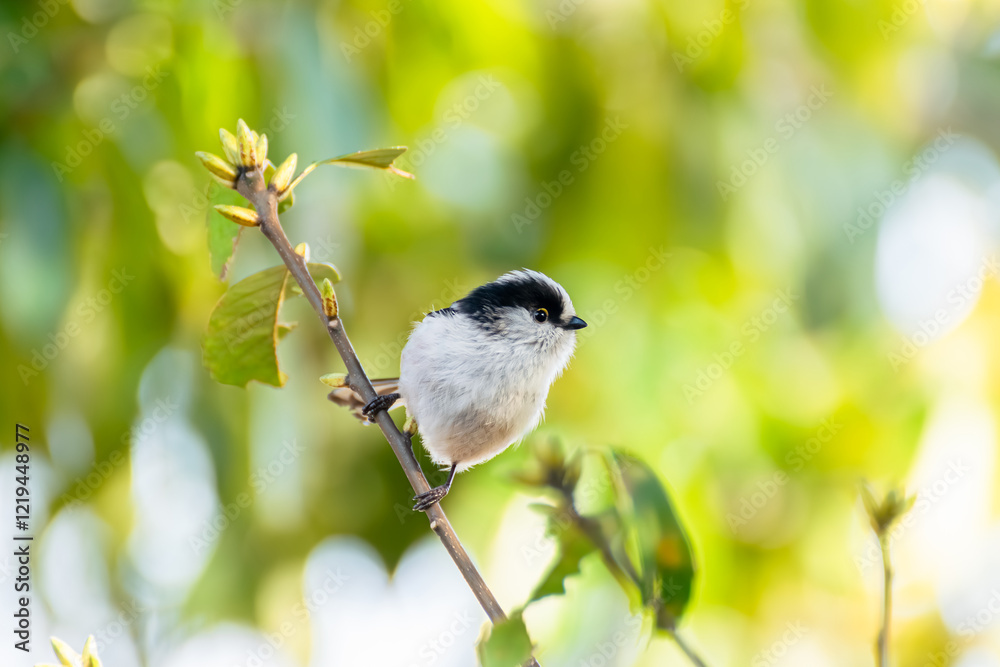 Long-Tailed Tit Perched on a Branch with a Blurred Fresh Green Background Long-Tailed Tit Perched on a Branch with a Blurred Fresh Green Background