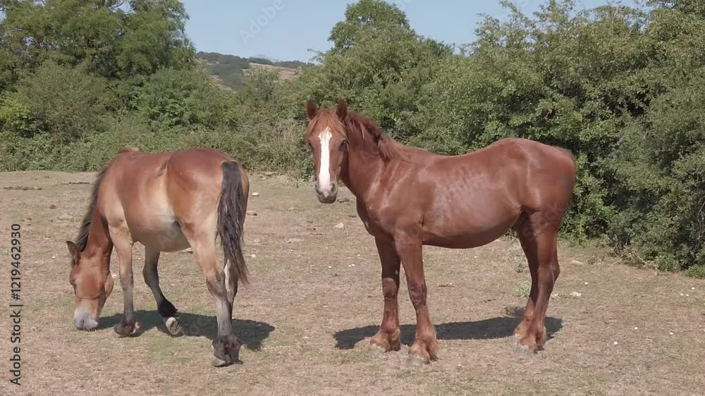 Stray horses in slow motion in the mountains of northern Spain - 171
Stray horses in slow motion in the mountains of northern Spain - 171