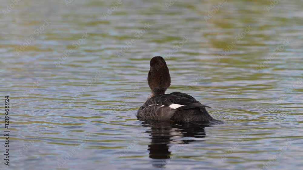 The smew is a species of duck, here with her chicks. The smew is a species of duck, here with her chicks.