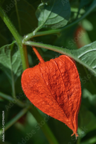 Orange physalis on a background of green leaves.