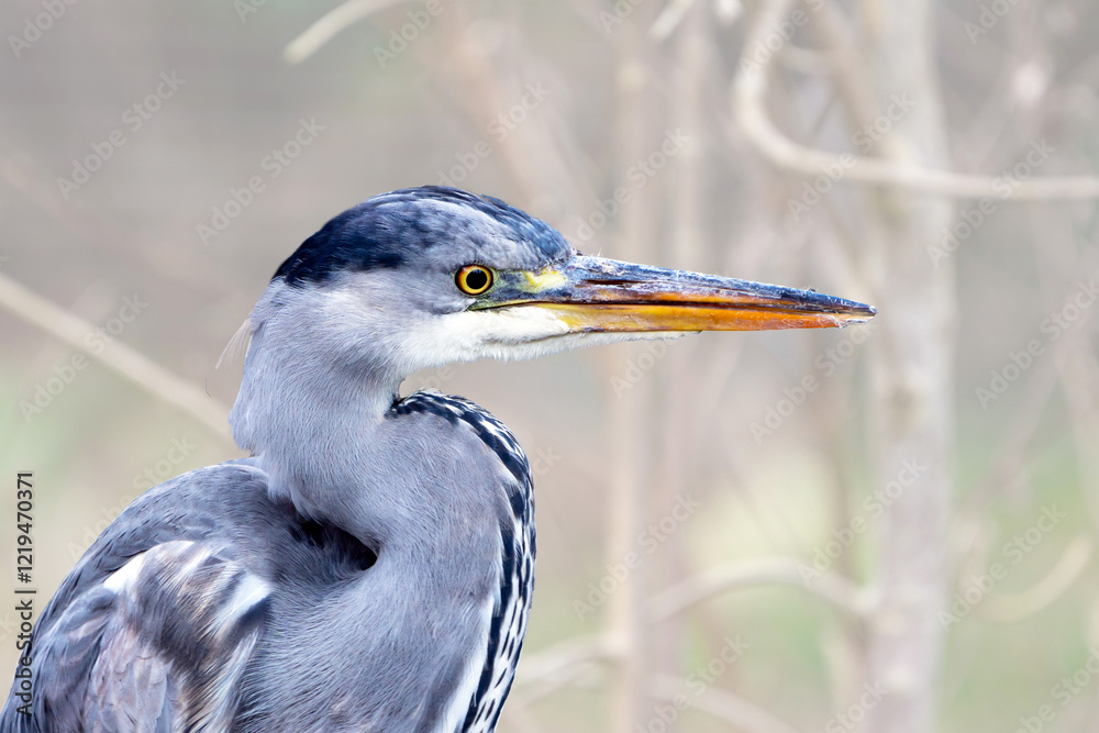 heron heron