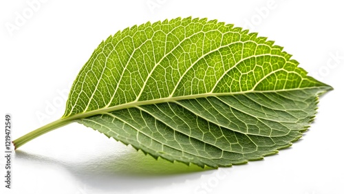 Vibrant Green Leaf Detailed Texture & Organic Symmetry V5