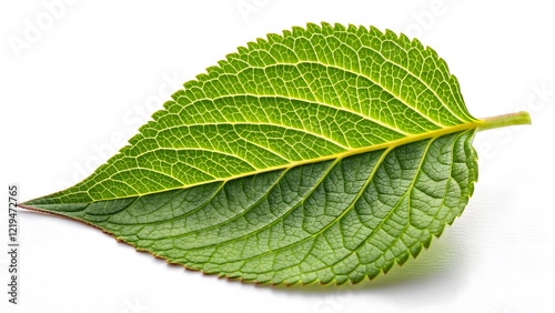 Vibrant Green Leaf Detailed Texture & Organic Symmetry V6