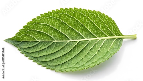 Vibrant Green Leaf Detailed Texture & Organic Symmetry V8