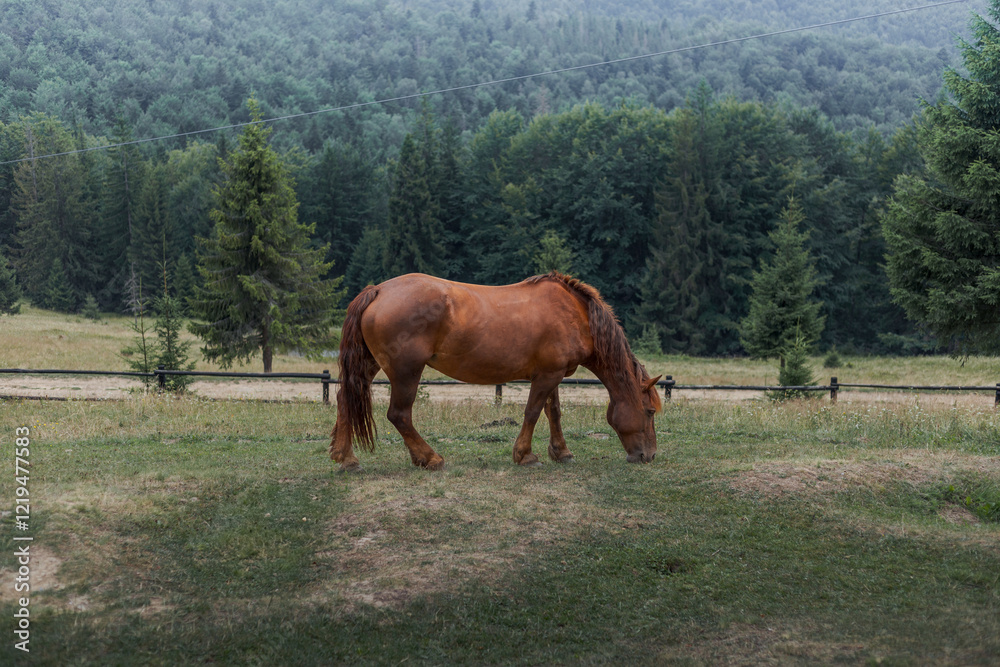 Brown horse grazing in a serene Carpathian forest clearing with pine trees on the background Brown horse grazing in a serene Carpathian forest clearing with pine trees on the background