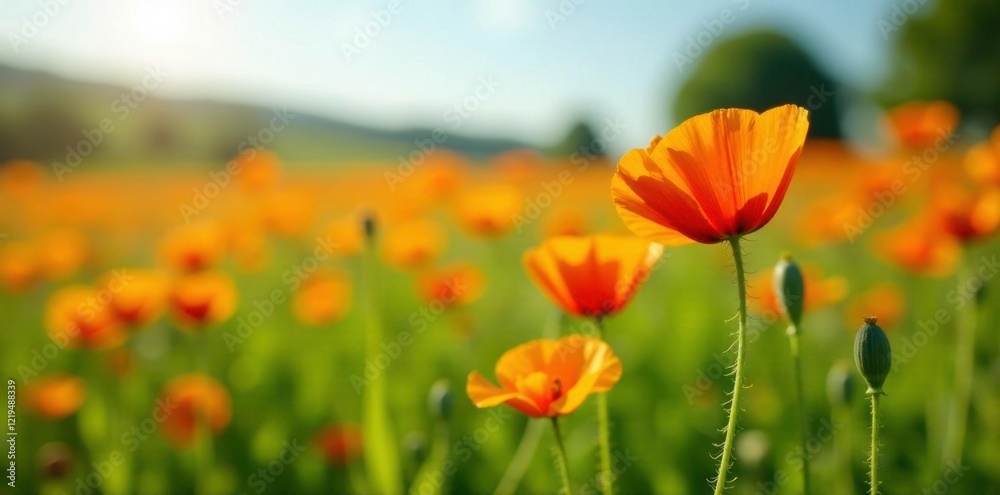 Bright orange poppy-like flowers in a field of green, orange, meadow Bright orange poppy-like flowers in a field of green, orange, meadow
