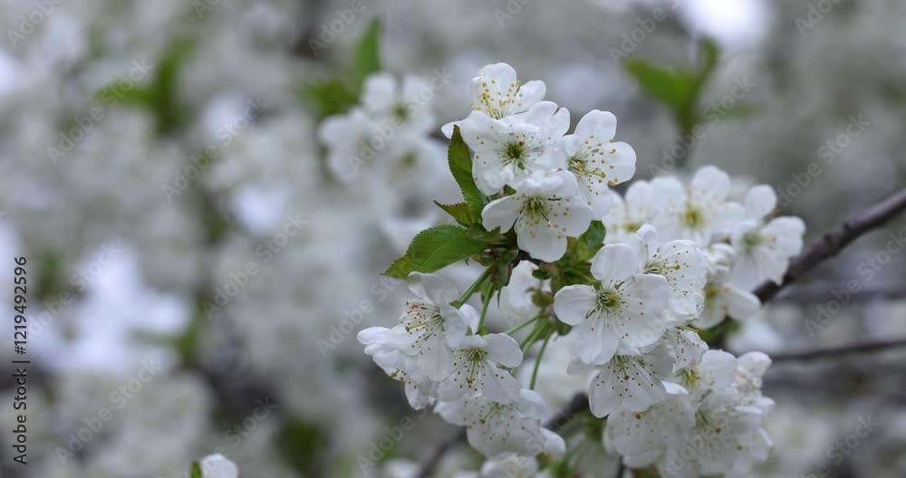 Delicate white cherry blossoms swaying gently in the breeze Delicate white cherry blossoms swaying gently in the breeze