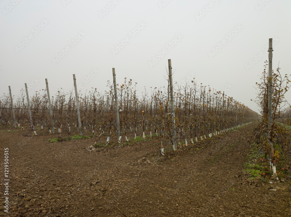 Obraz premium young tree saplings planted in a field; foggy day