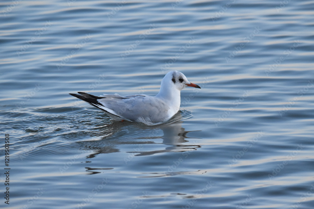 Black-headed gull in the Baltic Sea Black-headed gull in the Baltic Sea