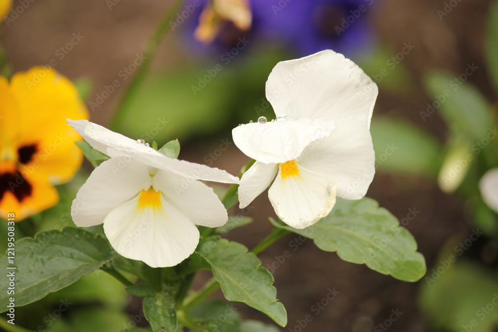 Fototapeta premium Two White Flowers
