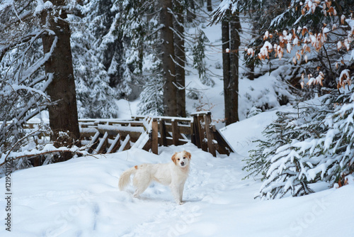 Photography A group of dogs rests on a wooden bridge covered in snow, surrounded by dense forest trees
