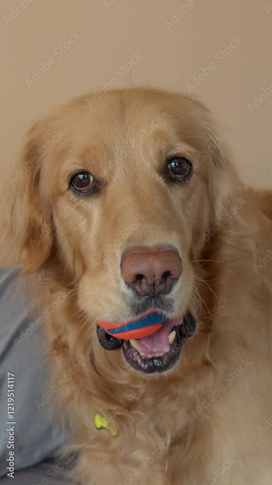 Playful Golden Retriever on a Bed with Fuzzy Peach Walls Holding a Colorful Toy Ball Playful Golden Retriever on a Bed with Fuzzy Peach Walls Holding a Colorful Toy Ball