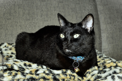 Foto A beautiful black Japanese bobtail cat resting on the sofa