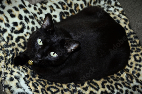 Fotografie A beautiful black Japanese bobtail cat resting on the sofa