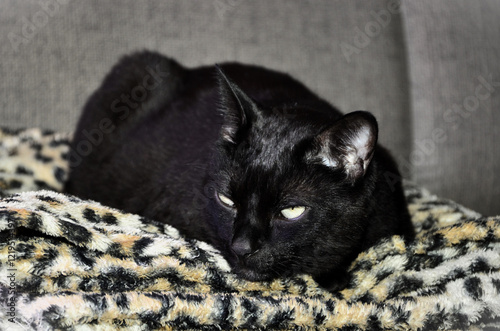 Cuadro en lienzo A beautiful black Japanese bobtail cat resting on the sofa