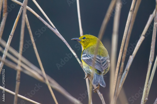 Pine warbler perched on bamboo