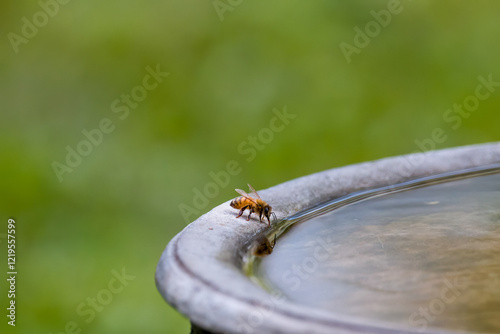 Photos Honey bee drinking water from a bird bath