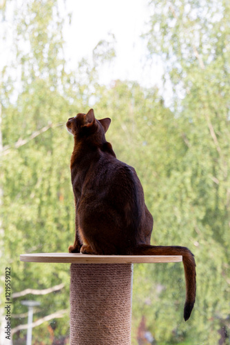 Cat Silhouette on the Balcony