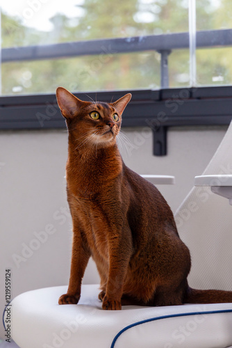 Abyssinian cat sits alert on a white chair