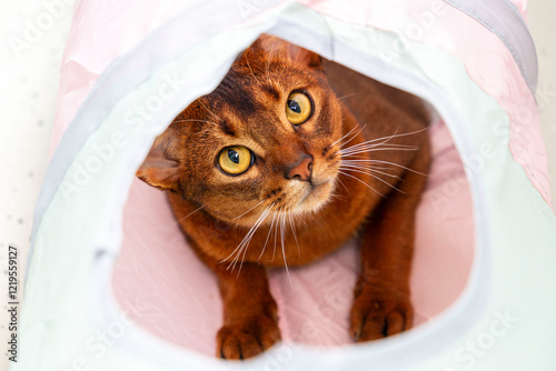 Abyssinian Cat Playing in Tube toy