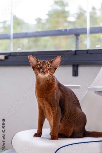 Curious Abyssinian Cat on White Chair