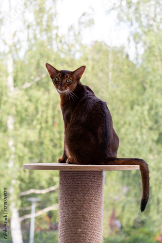 Cat Silhouette on the Balcony