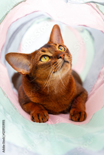 Abyssinian Cat Playing in Tube Toy