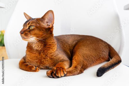 Abyssinian Cat Resting on White Chair