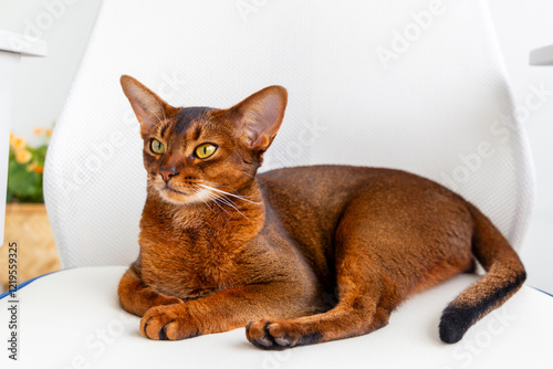 Abyssinian Cat Resting on White Chair
