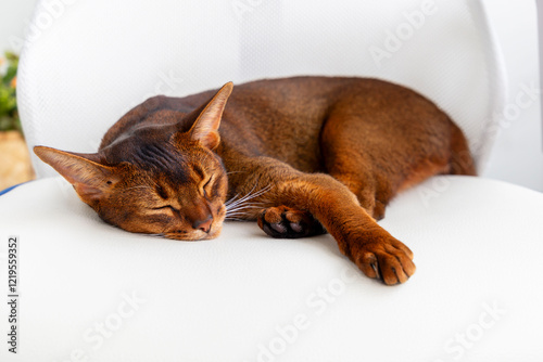 Elegant Abyssinian Cat Sleeping on a White Background